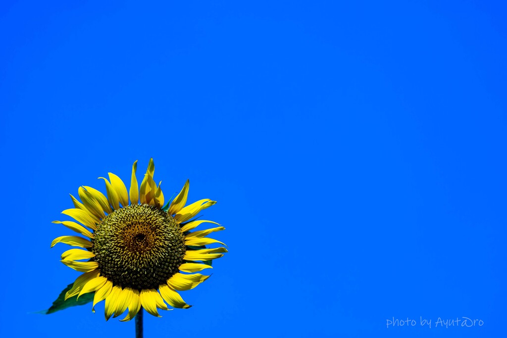 夏！