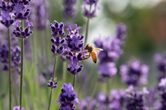 ラベンダー畑の働き者