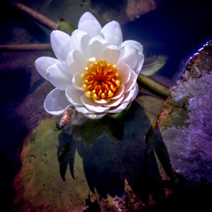睡蓮に蜜蜂