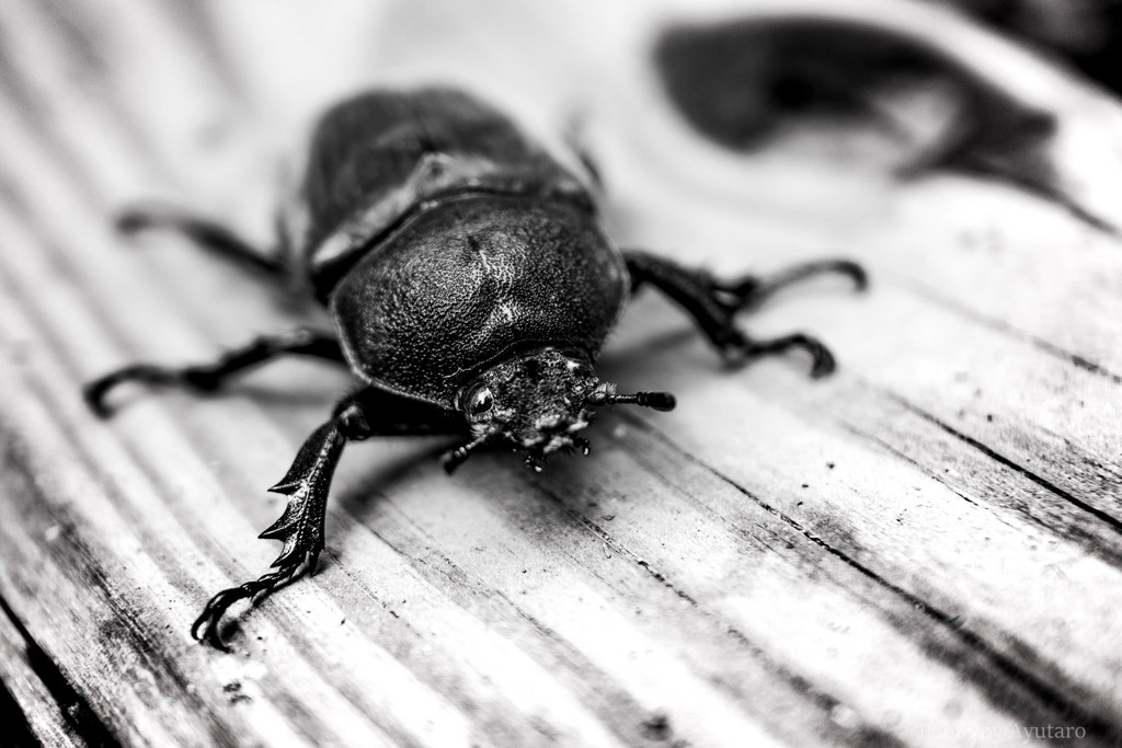 カブトムシ (♀)