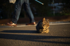 撮りあえず…それぞれの夕暮れ