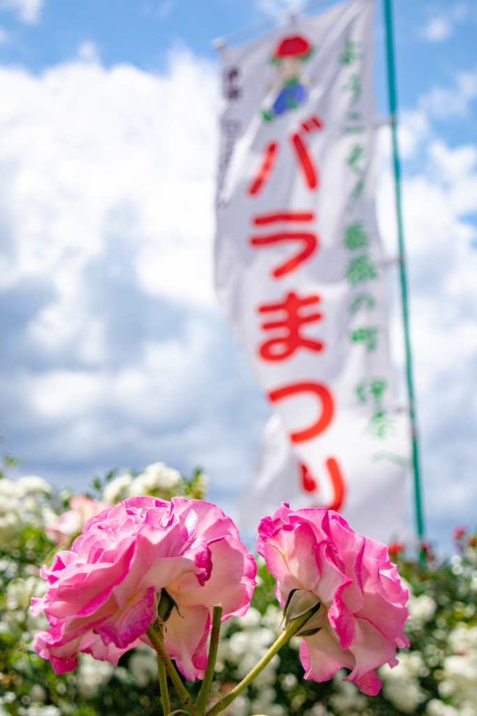 バラまつり 