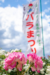 バラまつり 