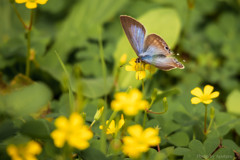 カタバミの花としじみ蝶