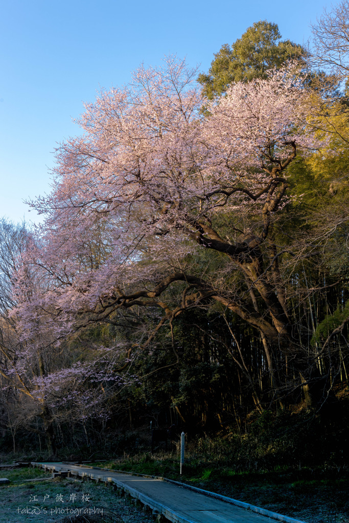 早朝の彼岸桜