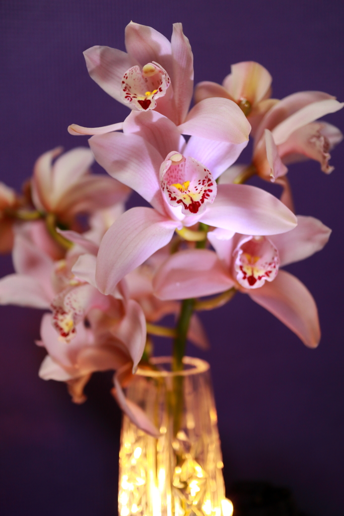 シンビジュウム　今年も咲いてくれました