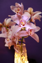 シンビジュウム　今年も咲いてくれました