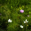 秋桜 2