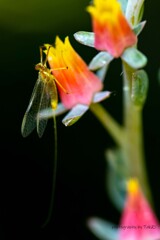 七福神の花と蜉蝣