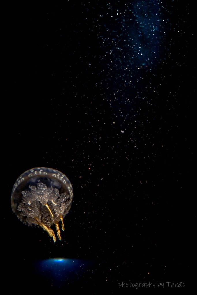 星降る夜