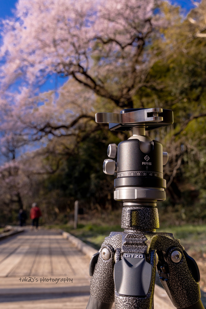 彼岸桜と