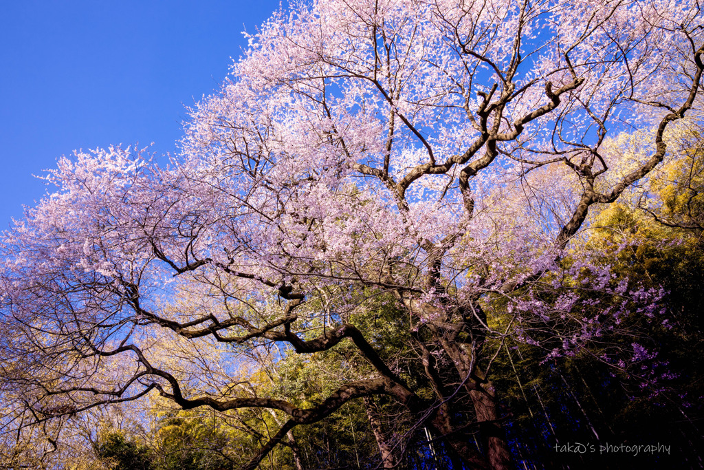 江戸彼岸桜