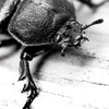 カブトムシ♀