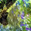 紫陽花が波紋に揺れる