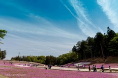 芝桜の咲く丘