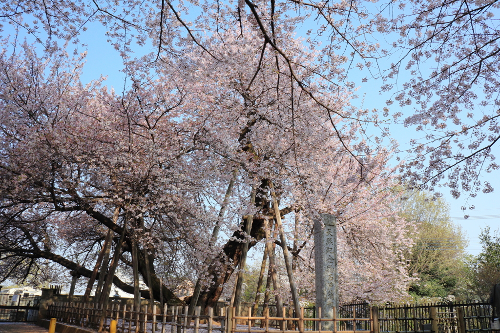 石戸蒲桜