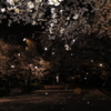 桜・舞い散る夜