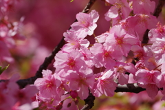 河津桜