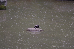 クサガメと花粉