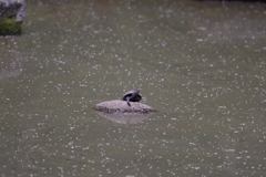 クサガメと花粉