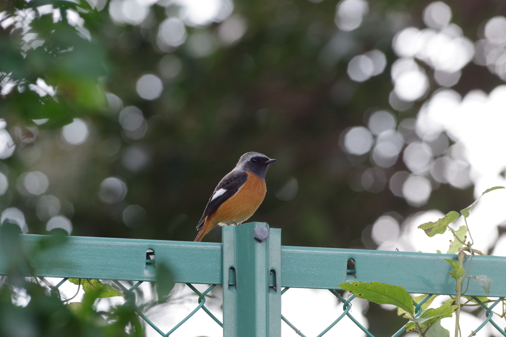 フェンスの上のジョウビタキ