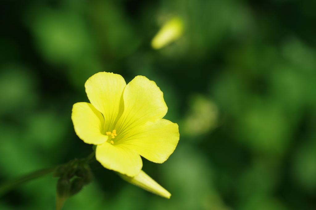 黄色の花（酢漿草）
