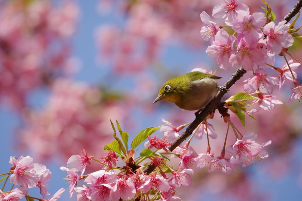 メジロと河津桜