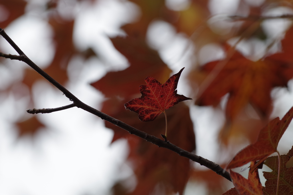 紅葉