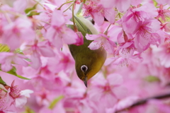 メジロと河津桜