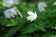 菊咲一華
