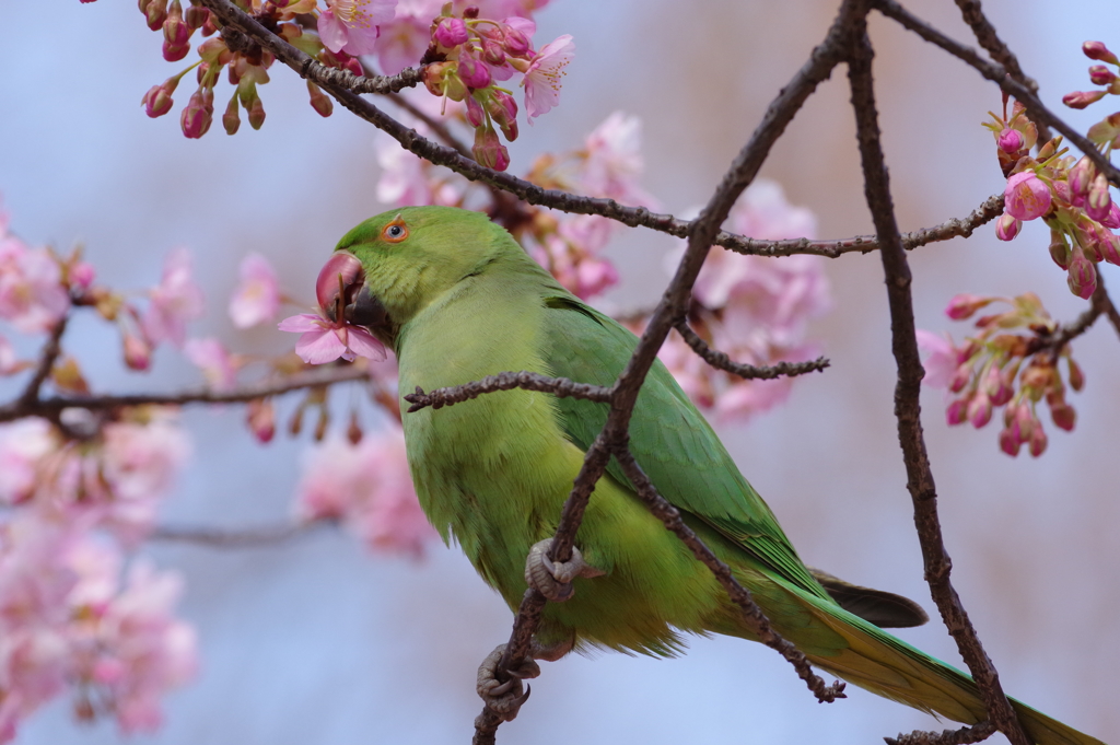 インコと河津桜