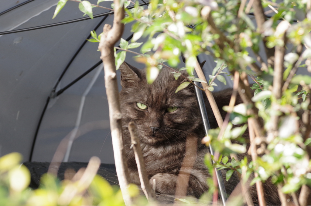 傘の下で休憩する野良ネコ