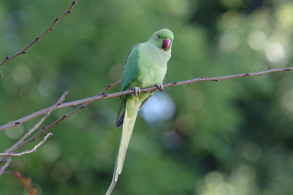 ワカケホンセイイインコ