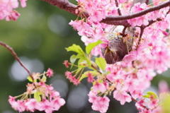 ヒヨドリと河津桜