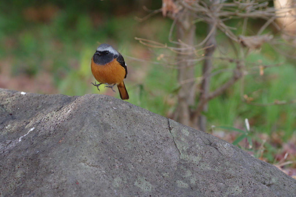 うさぎ跳びするジョウビタキ