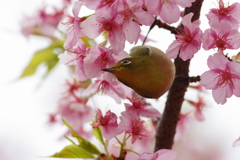 メジロと河津桜