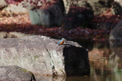 魚をくわえたカワセミ