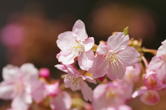 河津桜