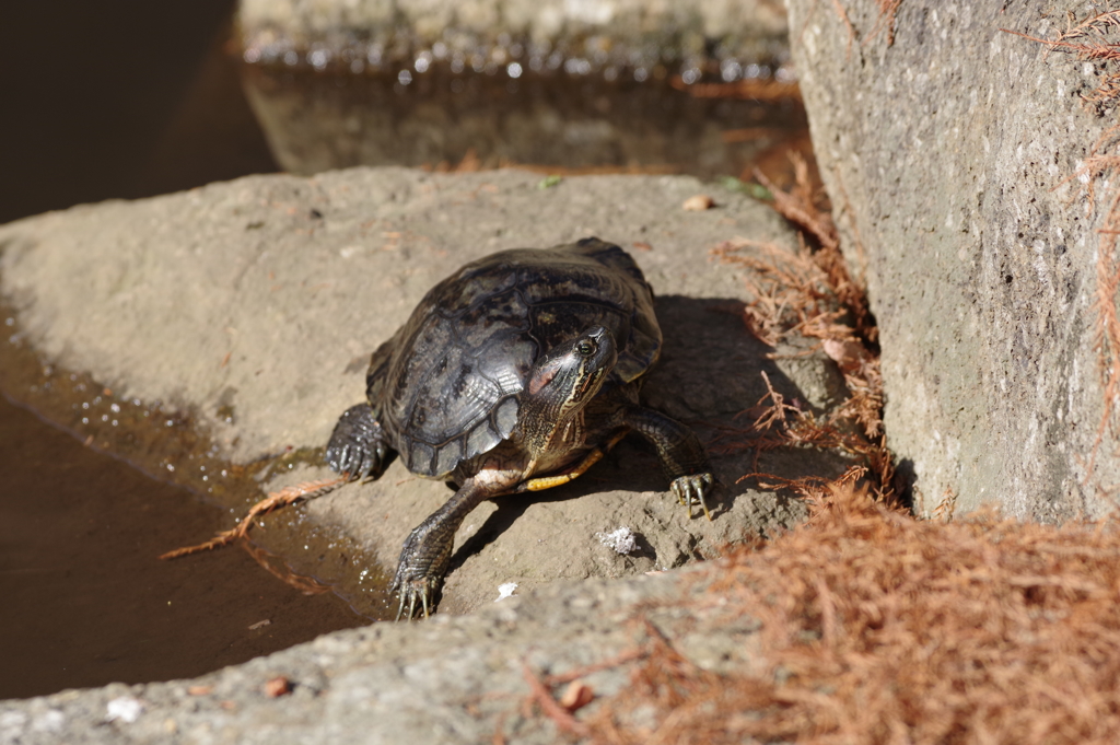 ミシシッピーアカミミガメ