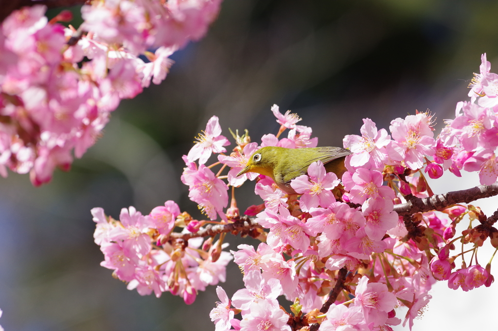 メジロと河津桜