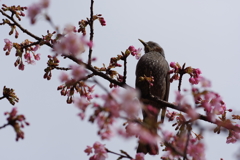 ヒヨドリと河津桜