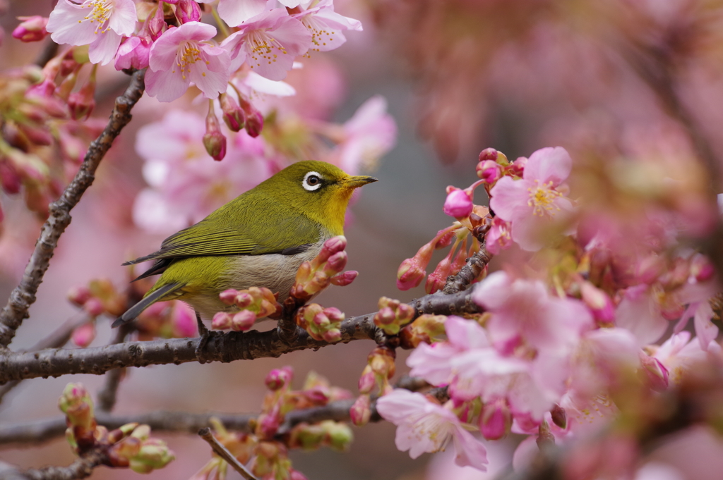 メジロと河津桜