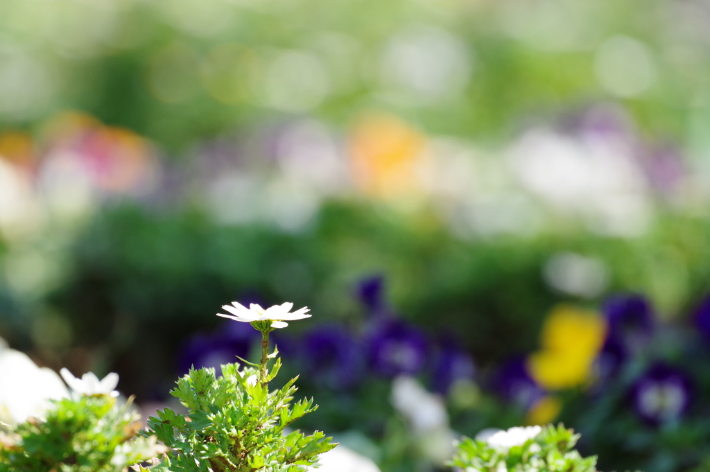 花