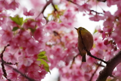 メジロと河津桜