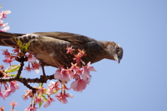 ヒヨドリと河津桜