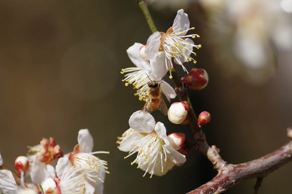 白梅と蜜蜂