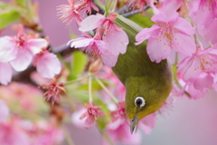 メジロと河津桜