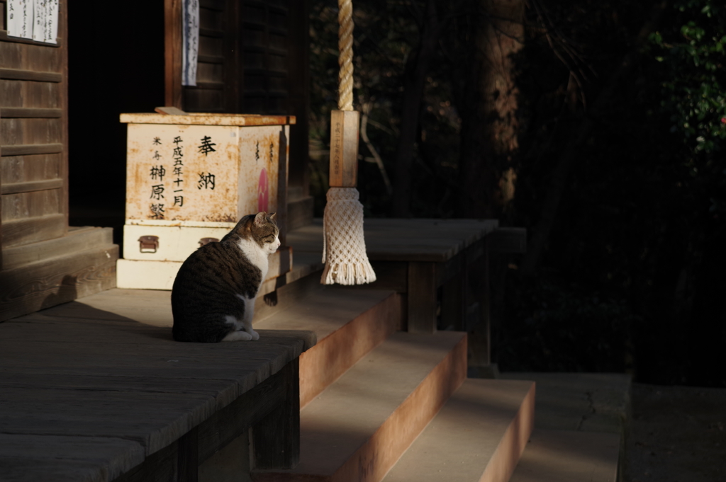 神社と野良ネコ