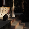 神社と野良ネコ