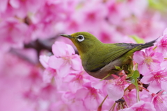 メジロと河津桜